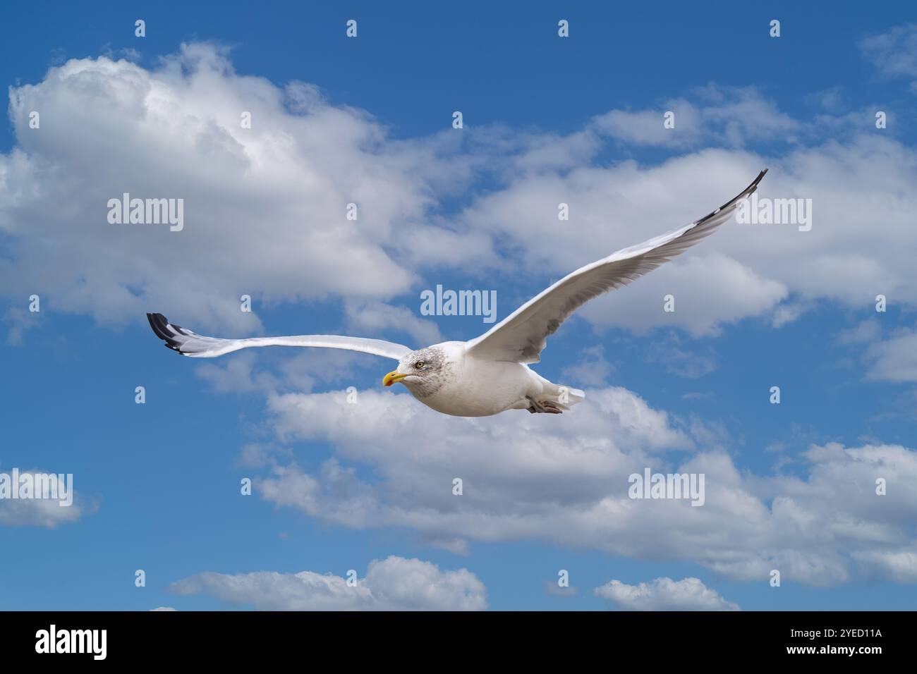 Ritratto di un gabbiano volante, Larus argentatus, che mostra caratteristiche specifiche di un grande becco giallo con punta rossa e patch bianca nella punta nera di T. Foto Stock
