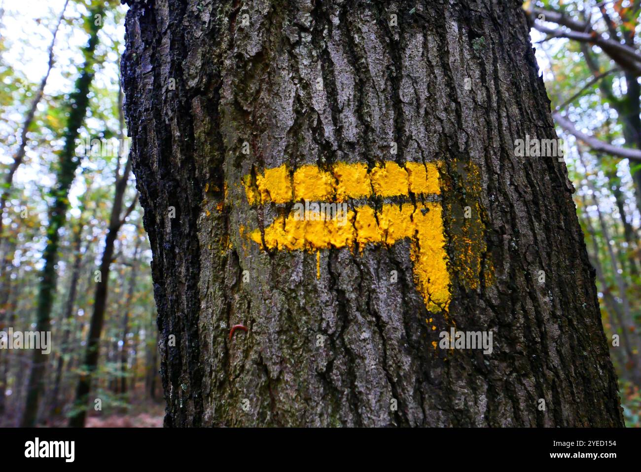 Marcatore escursionistico nella foresta Foto Stock