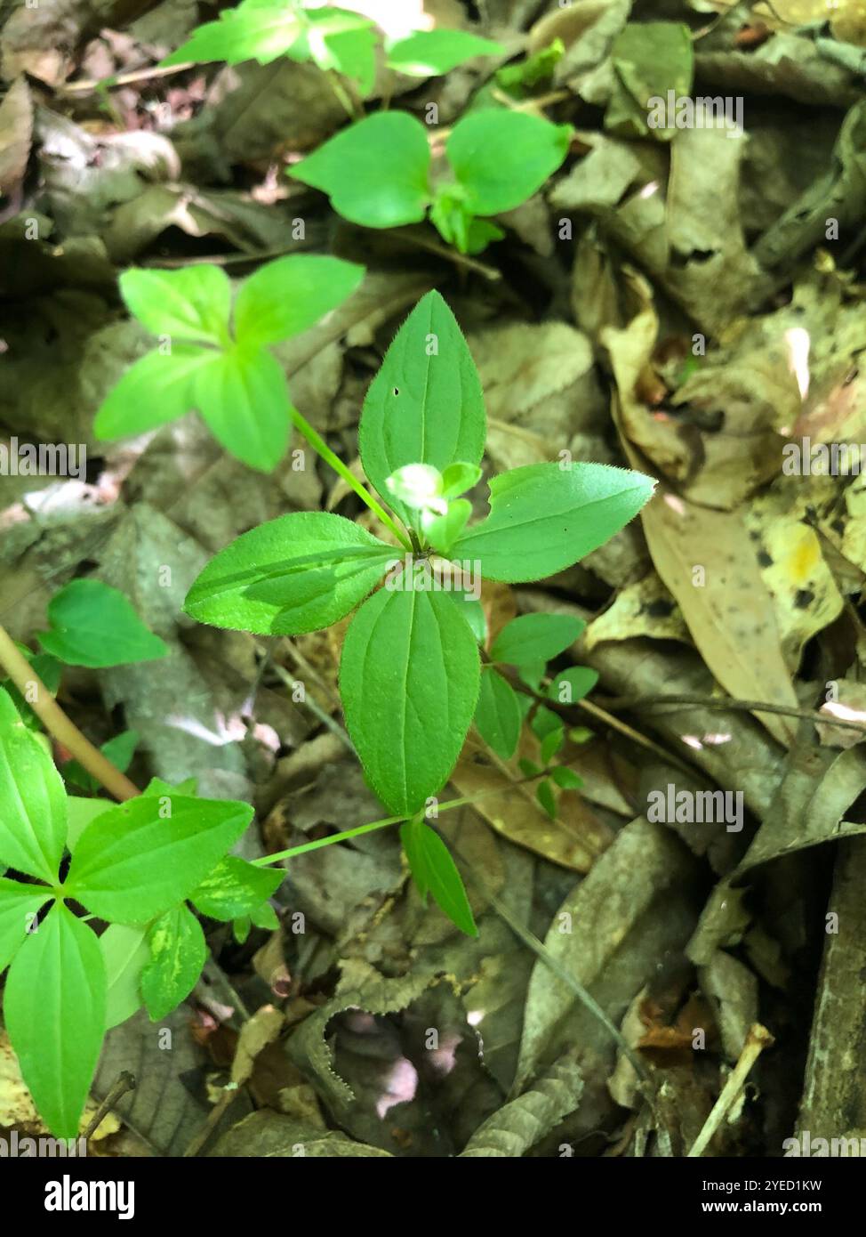 Cannuccia di liquirizia (Galium circaezans) Foto Stock