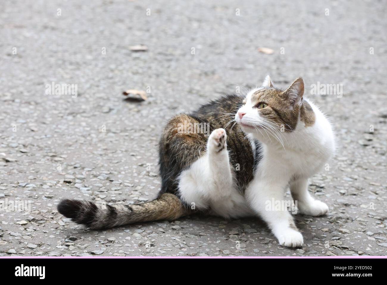 Londra, Regno Unito. 30 ottobre 2024. Larry il gatto, capo Mouser all'Ufficio del Gabinetto, fuori 11 Downing Street, in vista della presentazione del bilancio al Parlamento a Londra, Regno Unito, il 30 ottobre 2024. CAP/GOL © GOL/Capital Pictures credito: Capital Pictures/Alamy Live News Foto Stock