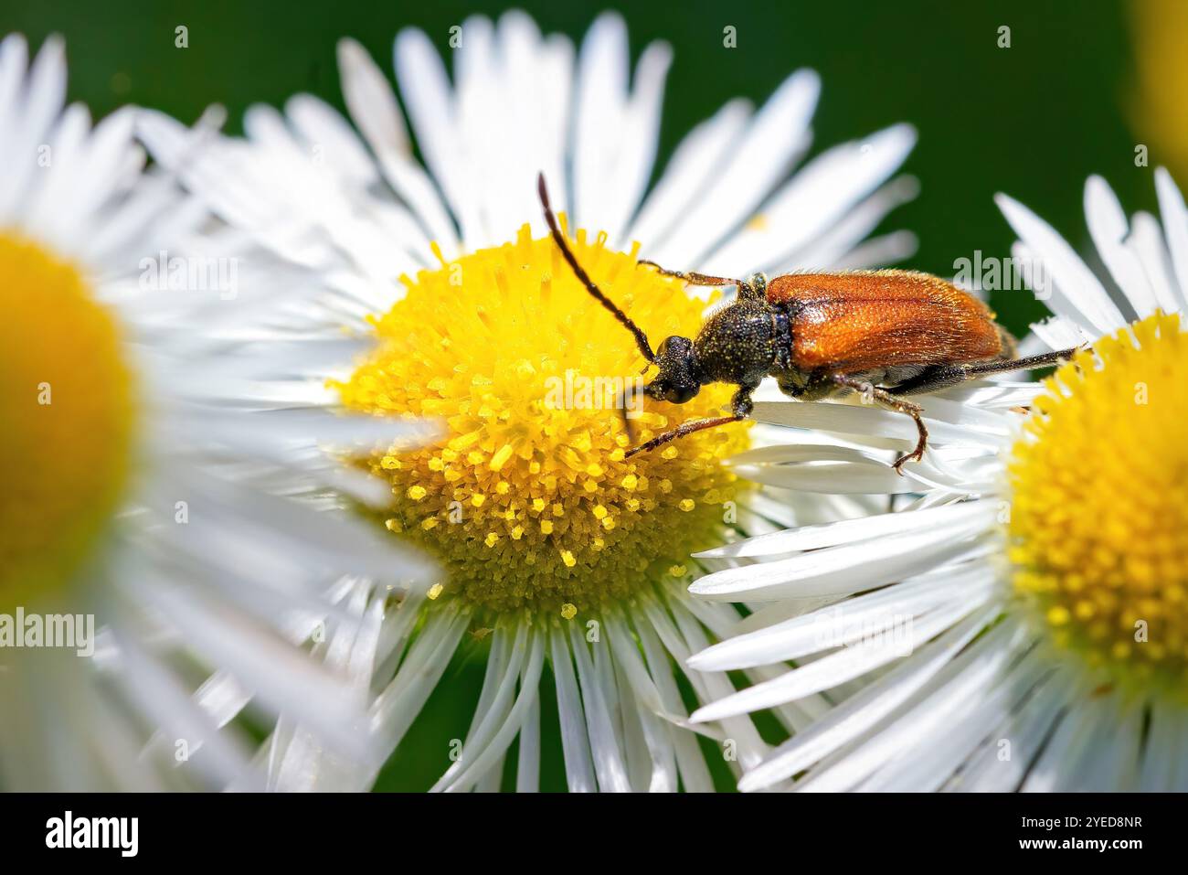 In mezzo a un vivace campo di margherite, uno scarabeo naviga delicatamente nel centro giallo luminoso di un fiore, cercando nutrimento. Foto Stock