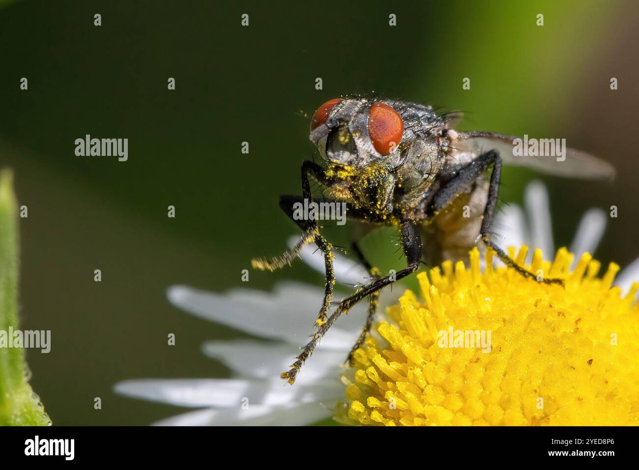 Questo momento accattivante cattura una vista ravvicinata di una mosca che riposa su un fiore giallo brillante nel cuore di un prato lussureggiante. Foto Stock