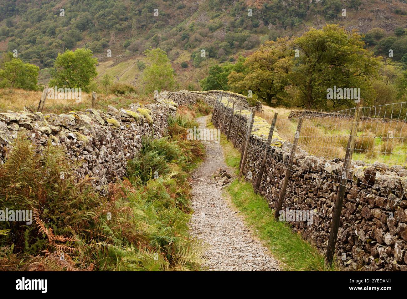 Una pista murata nella Stonethwaite Valley nel Lake District inglese, Cumbria, Regno Unito Foto Stock