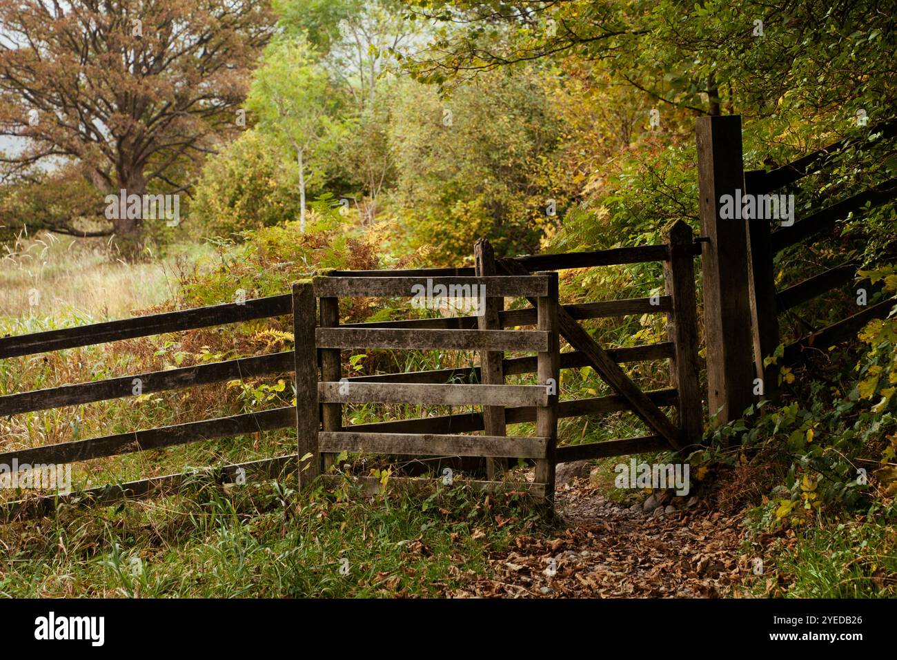 Un cancello in una recinzione su un sentiero nel distretto dei laghi di Englsh in autunno, Regno Unito Foto Stock