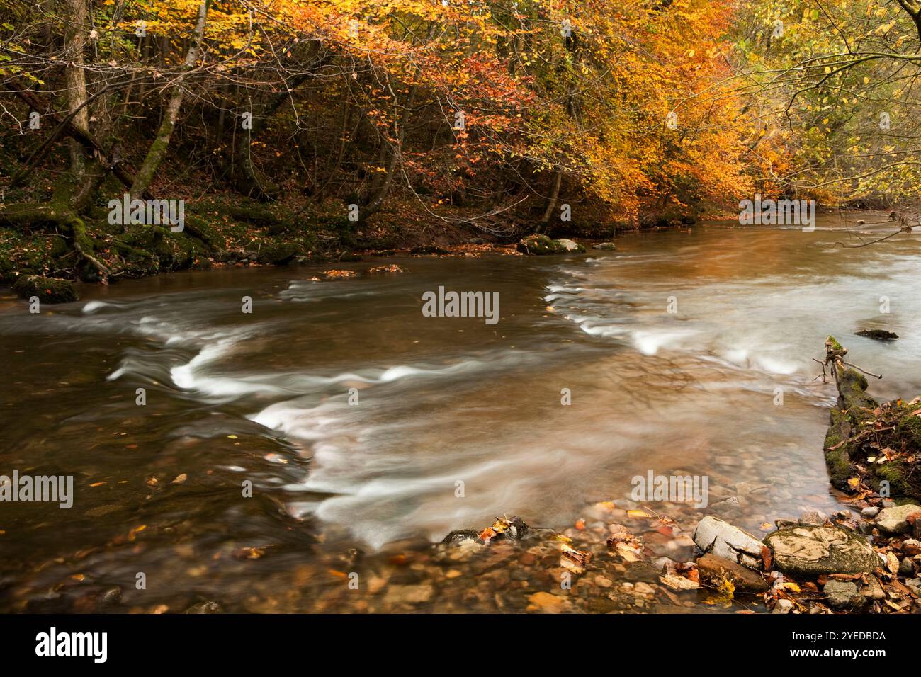 Il fiume Lyvennet scorre attraverso boschi autunnali, vicino a Kings Meaburn, Appleby, Cumbria, Regno Unito Foto Stock