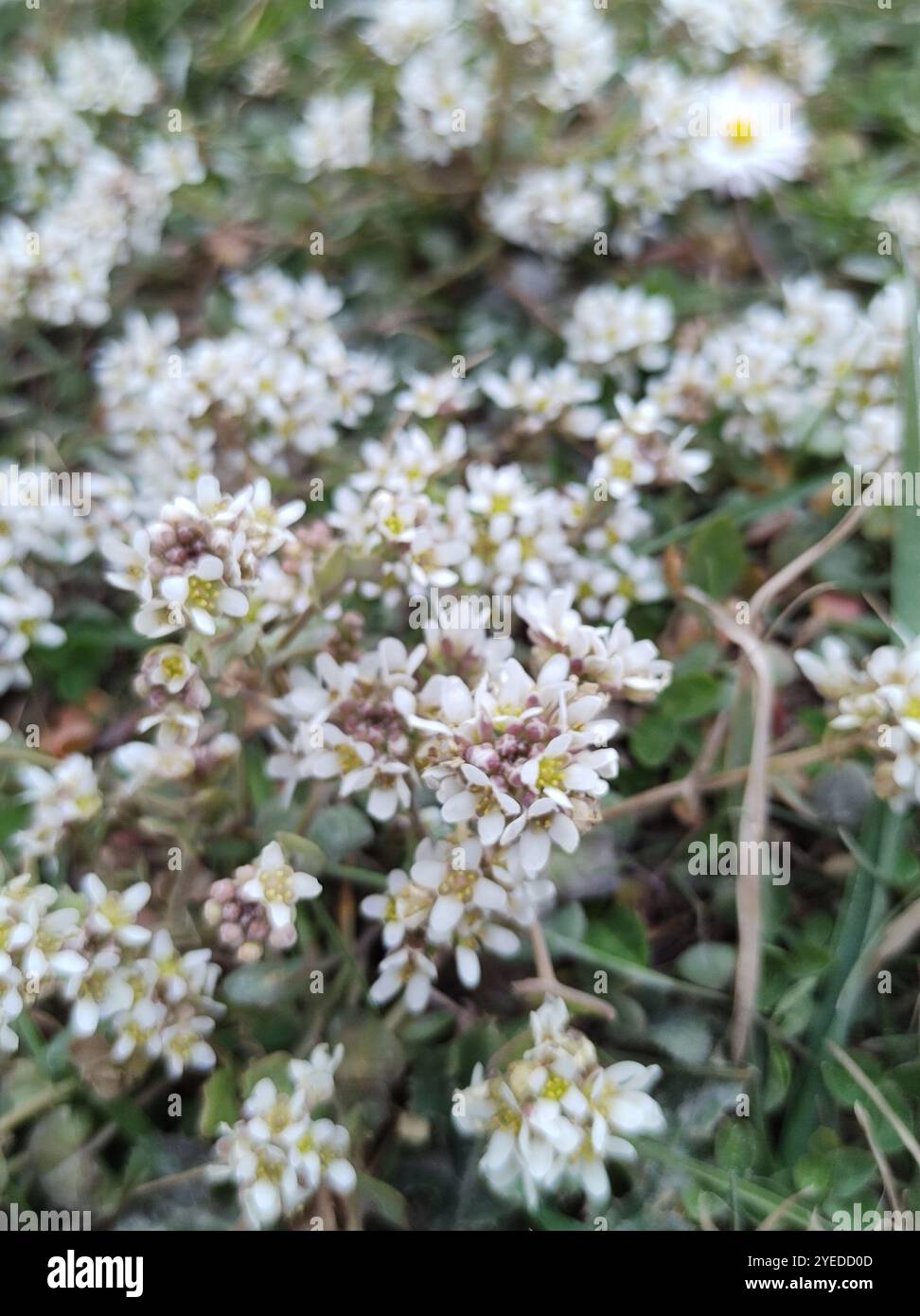 Scorbuto danese (Cochlearia danica) Foto Stock