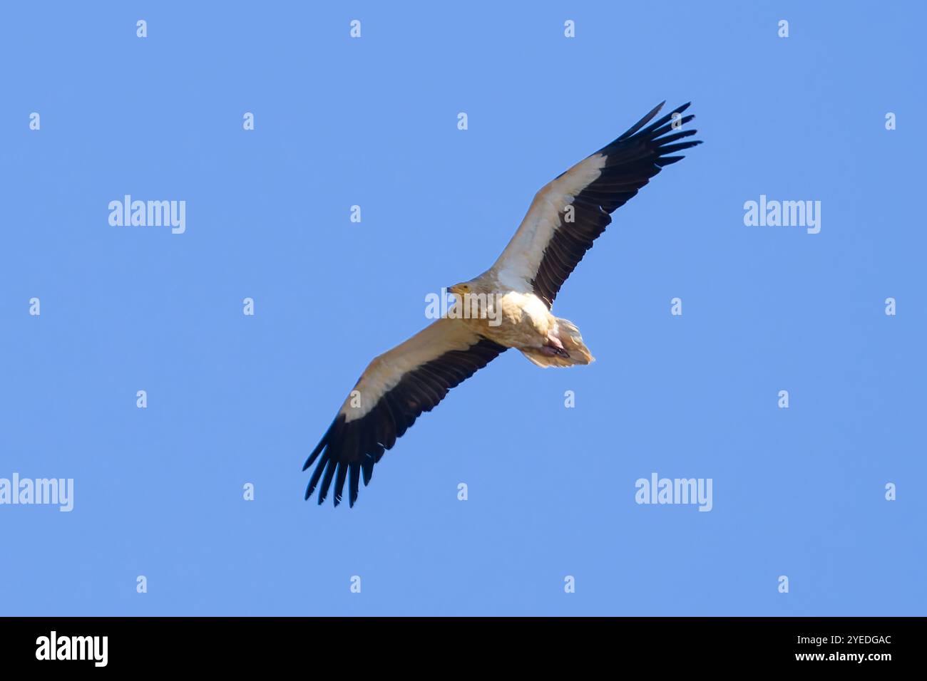 Un avvoltoio egiziano, Neophron percnopterus, chiamato anche avvoltoio bianco o pollo del faraone. Foto Stock