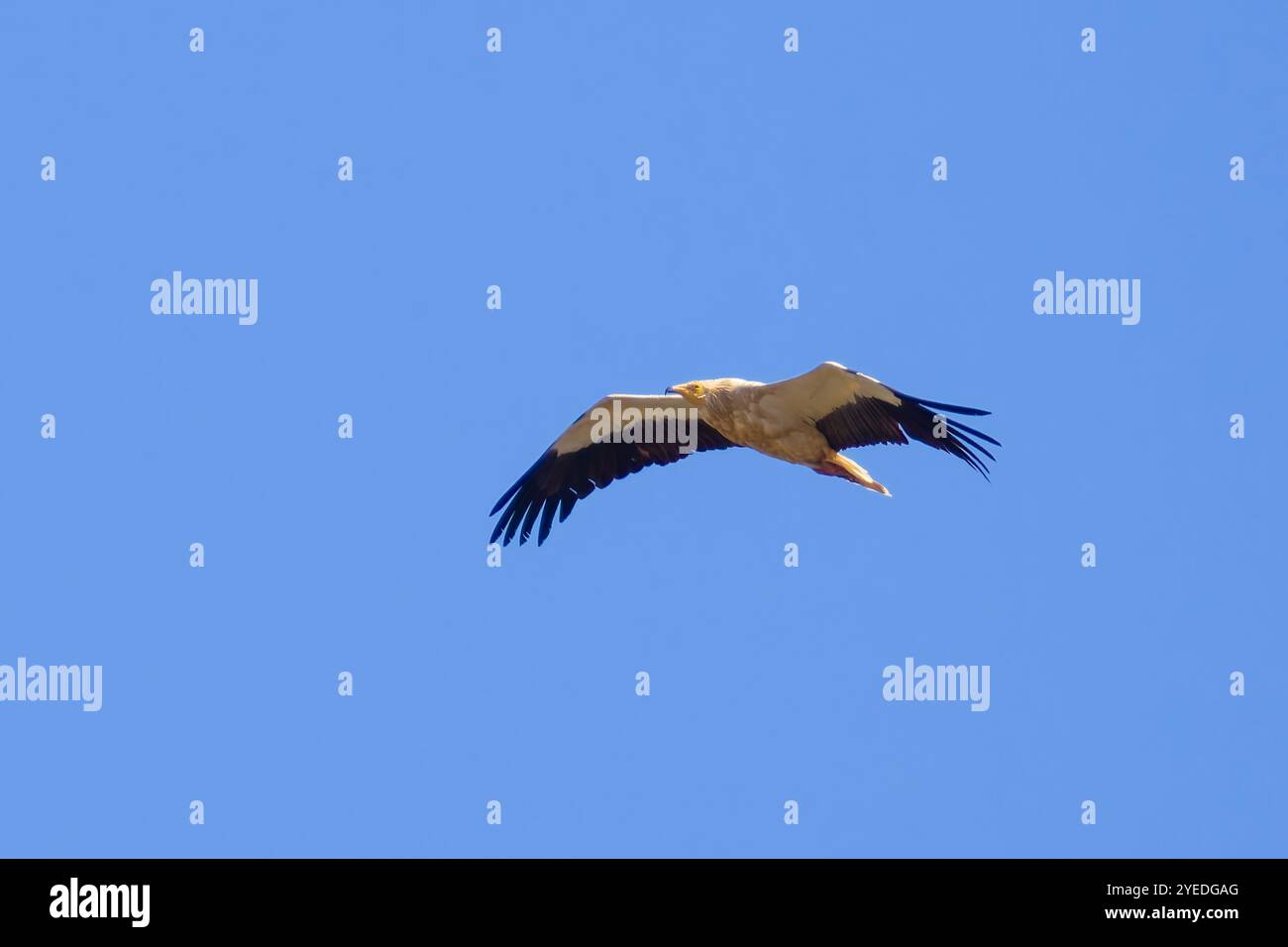 Un avvoltoio egiziano, Neophron percnopterus, chiamato anche avvoltoio bianco o pollo del faraone. Foto Stock