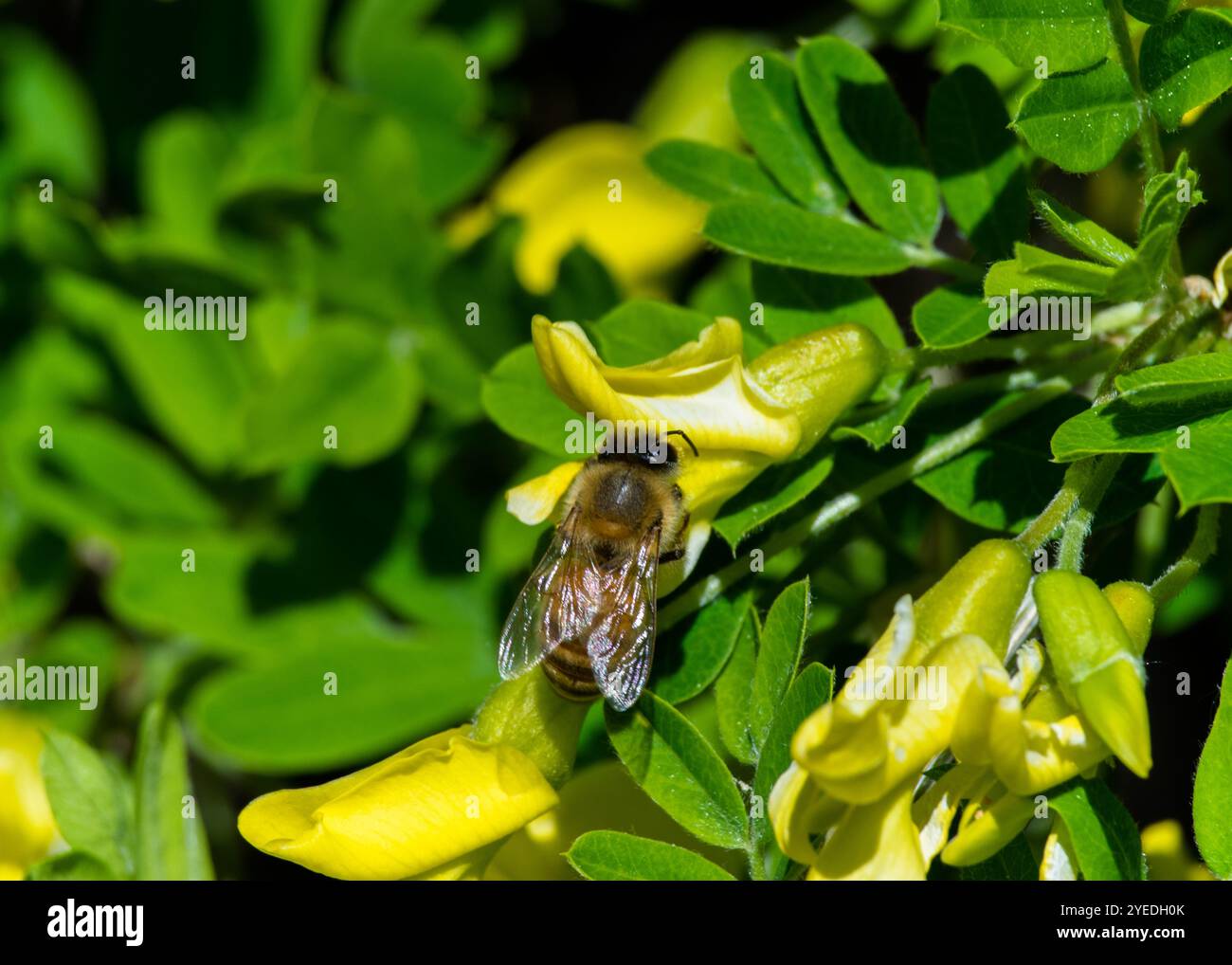 Bee nettare di raccolta Foto Stock