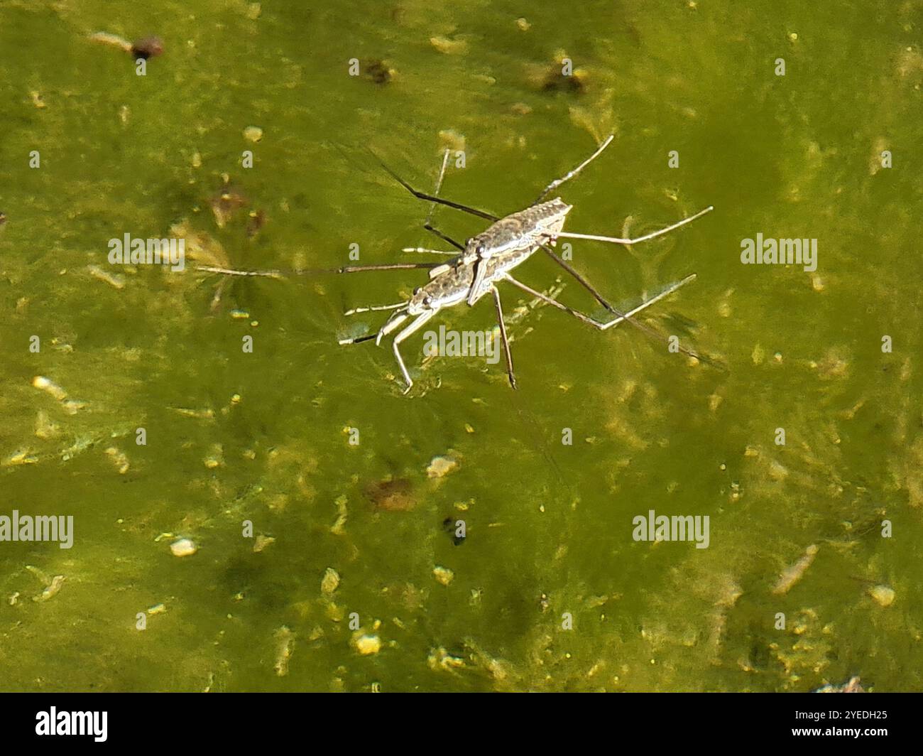 Strider d'acqua comune nordamericano (Aquarius remigis) Foto Stock