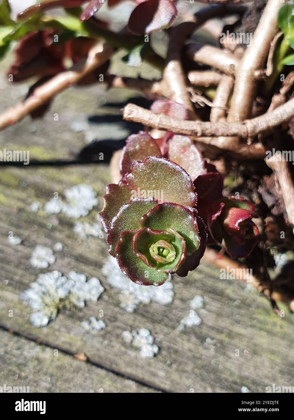 Stonecrop caucasico (Phedimus spurius) Foto Stock