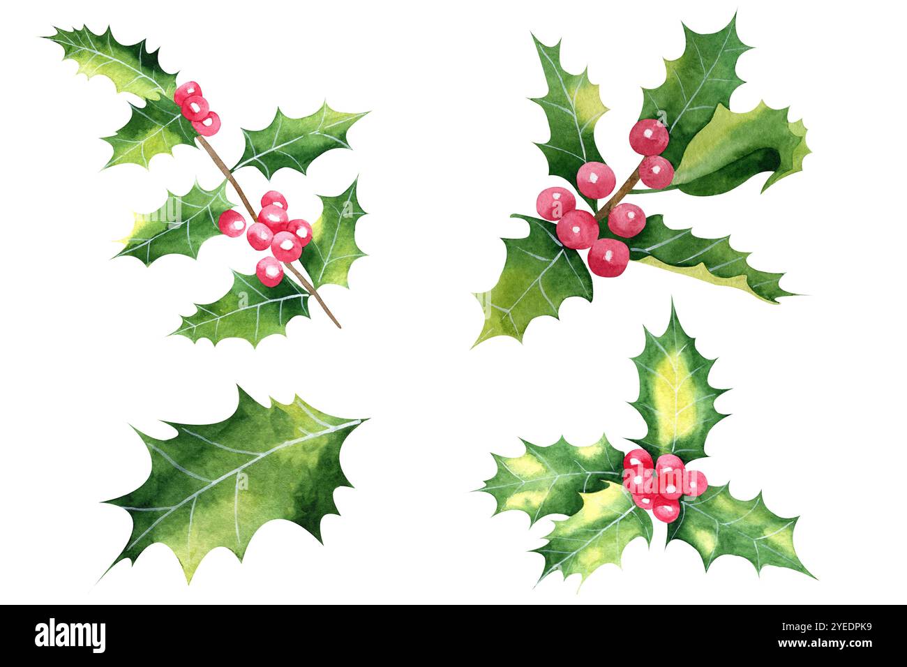 Acquerello delle foglie holly disegnate a mano. Set floreale natalizio per decorazioni natalizie isolate su sfondo bianco. Foglie verdi, bacche rosse. Elementi per Foto Stock