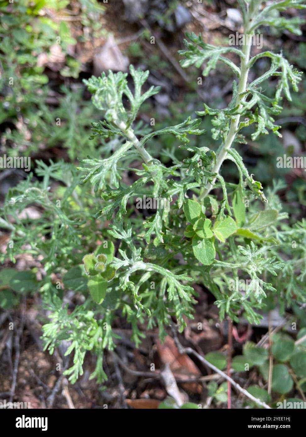 Yarrow d'oro (Eriophyllum confertiflorum) Foto Stock