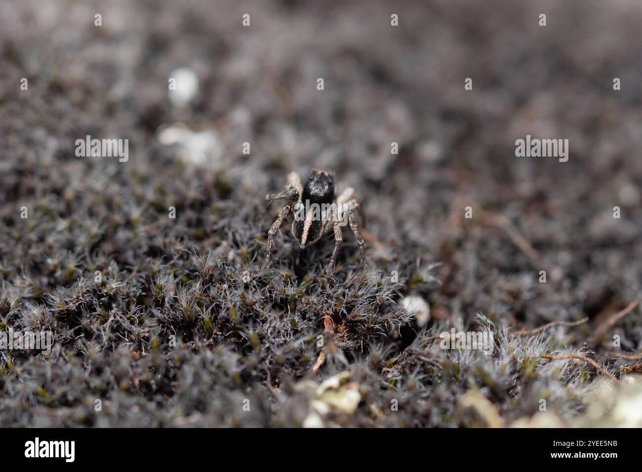 Ragno saltellante con firma a V (Aelurillus V-insignitus) Foto Stock