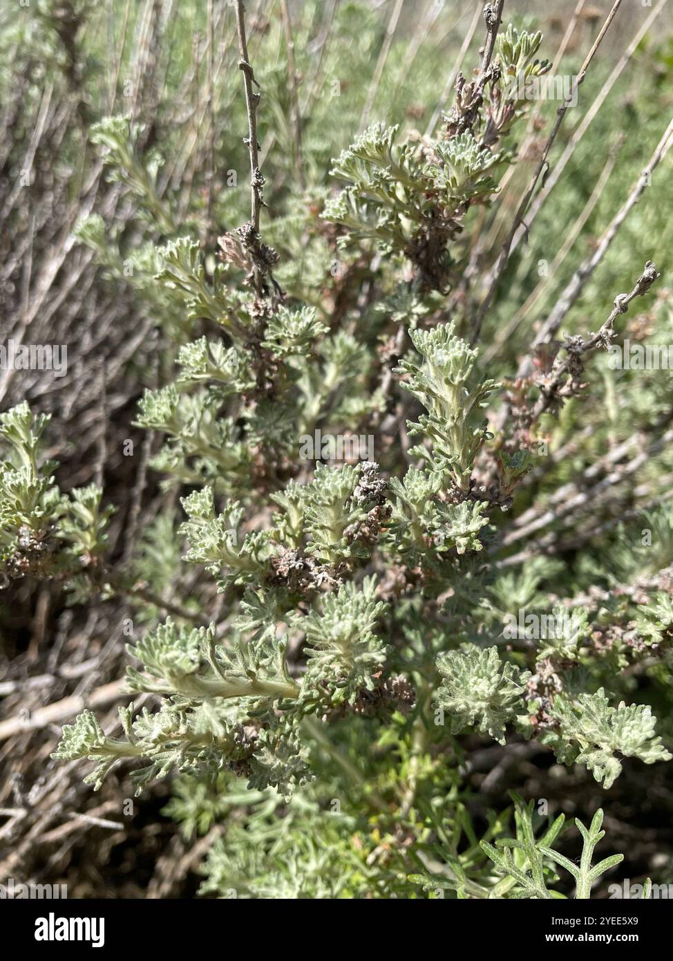 Yarrow d'oro (Eriophyllum confertiflorum) Foto Stock