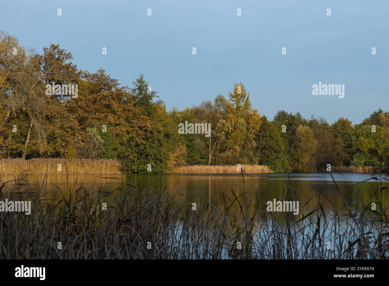 Serena vista sul lago autunnale con alberi che si riflettono in acque calme, circondati da alte erbe in una giornata di sole Foto Stock