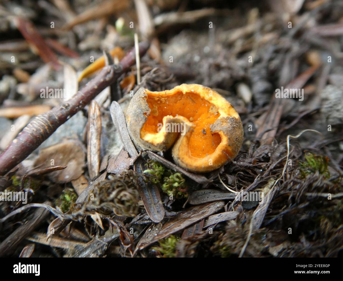 Fungo di buccia d'arancia primaverile (Caloscypha fulgens) Foto Stock