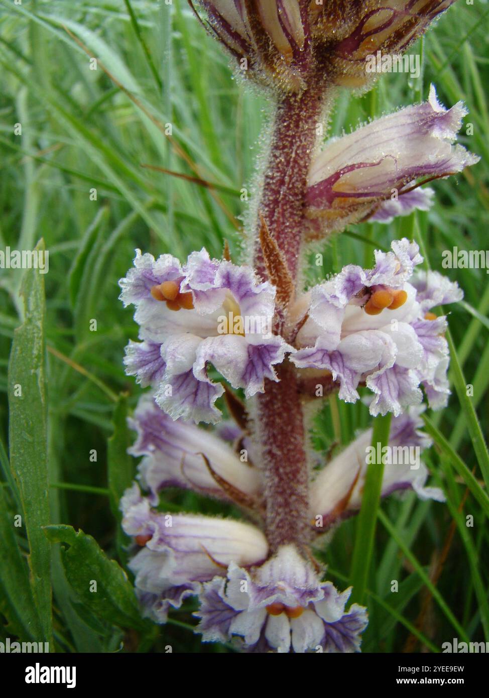 Broomrapa di fagioli (Orobanche crenata) Foto Stock