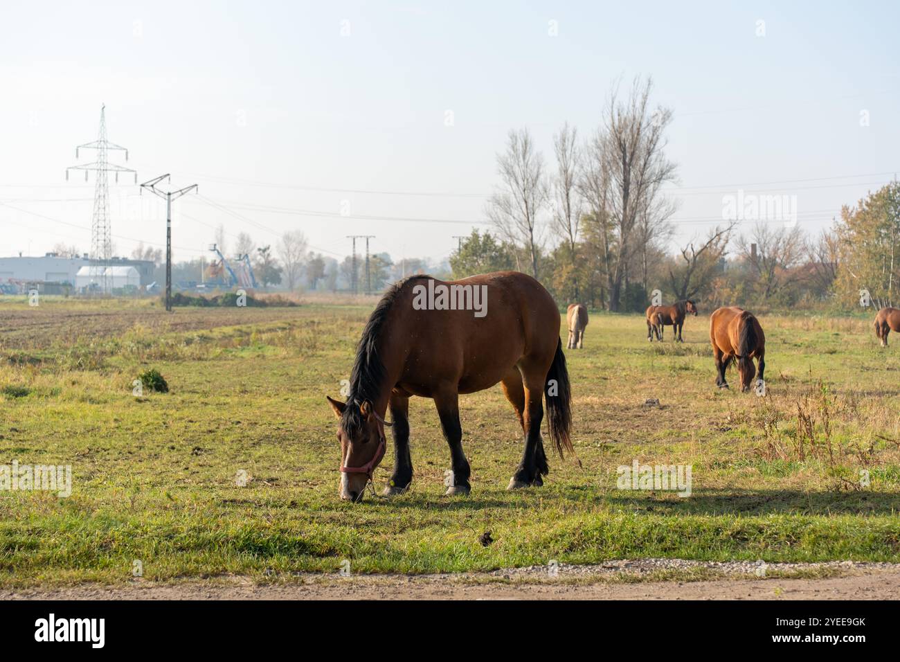 Calmo cavallo bruno che pascolano in un pascolo aperto nelle giornate di sole autunnali. Concetto di stile di vita rurale, animali da fattoria e bellezza naturale. Foto di alta qualità Foto Stock