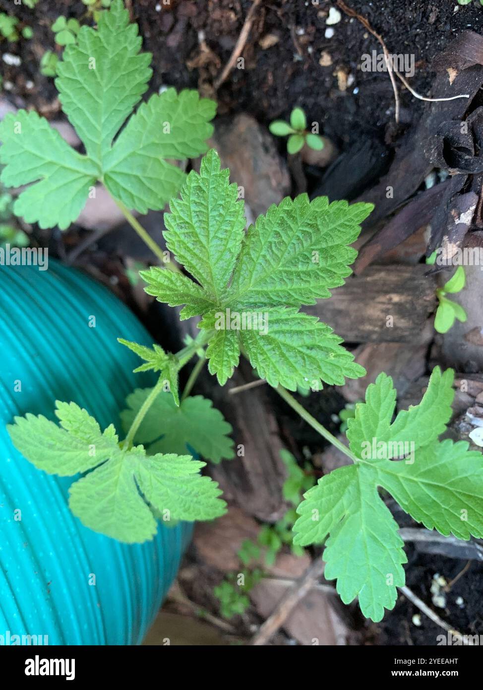 Luppolo giapponese (Humulus Scandens) Foto Stock