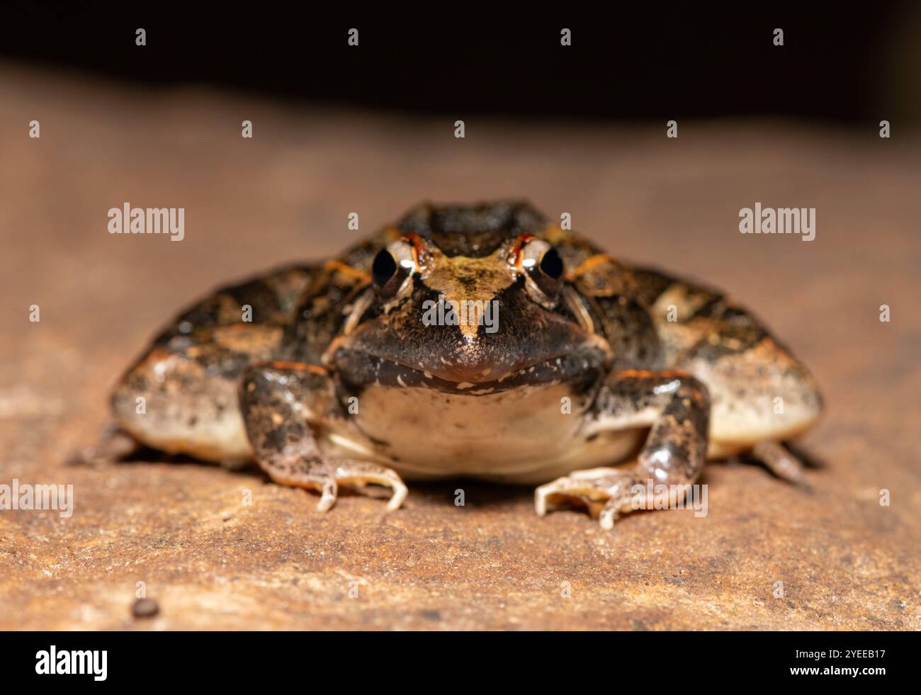 Una bella rana da erba dal naso affilato (Ptychadena oxyrhynchus), conosciuta anche come rana dal naso affilato sudafricano, in natura Foto Stock