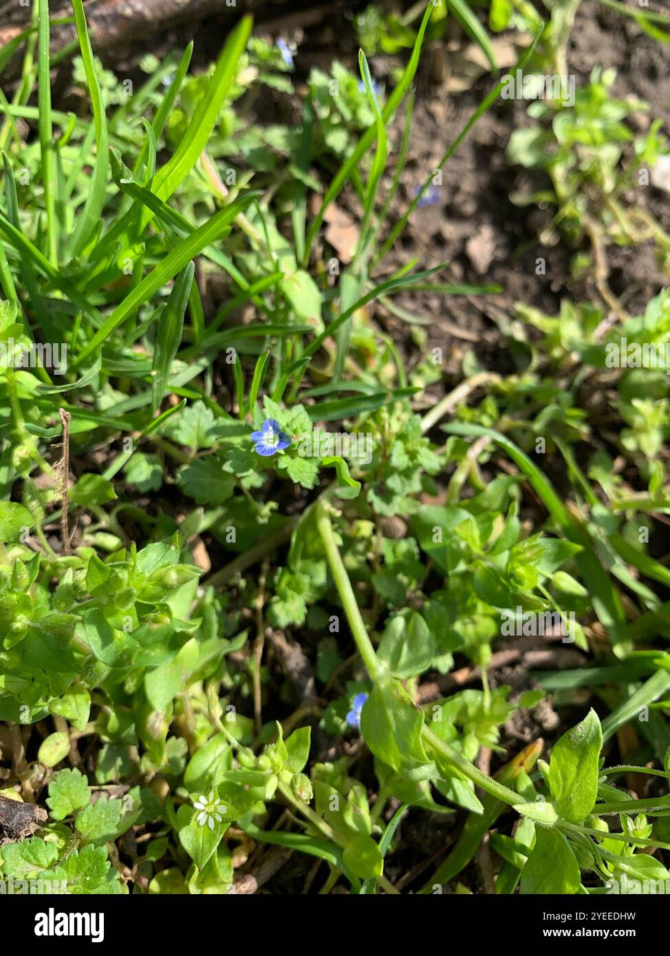 Aeroporto Grey Field speedwell (Veronica polita) Foto Stock