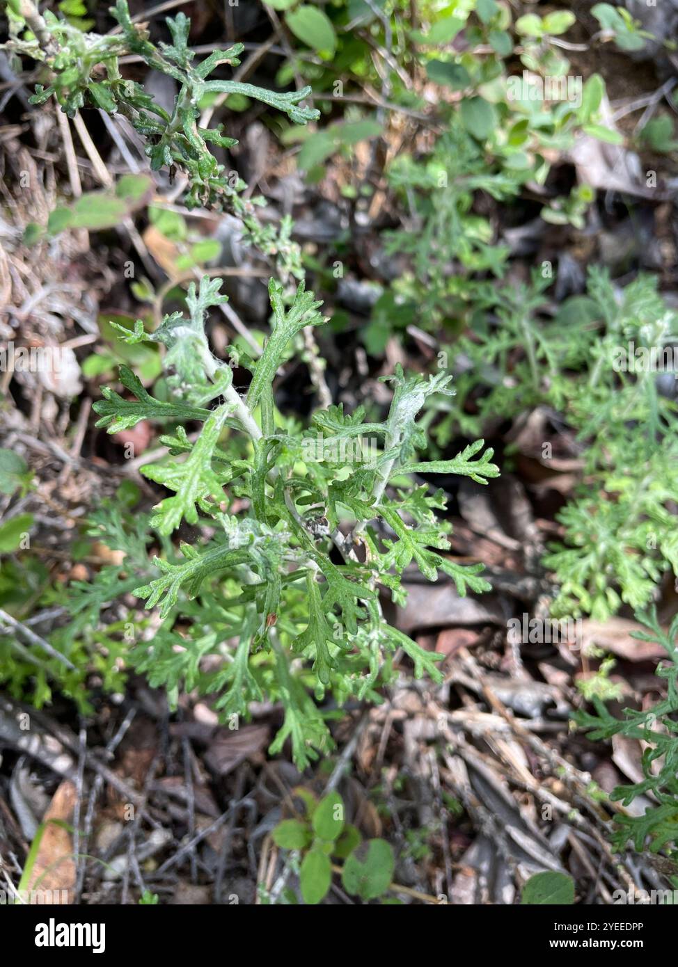 Yarrow d'oro (Eriophyllum confertiflorum) Foto Stock