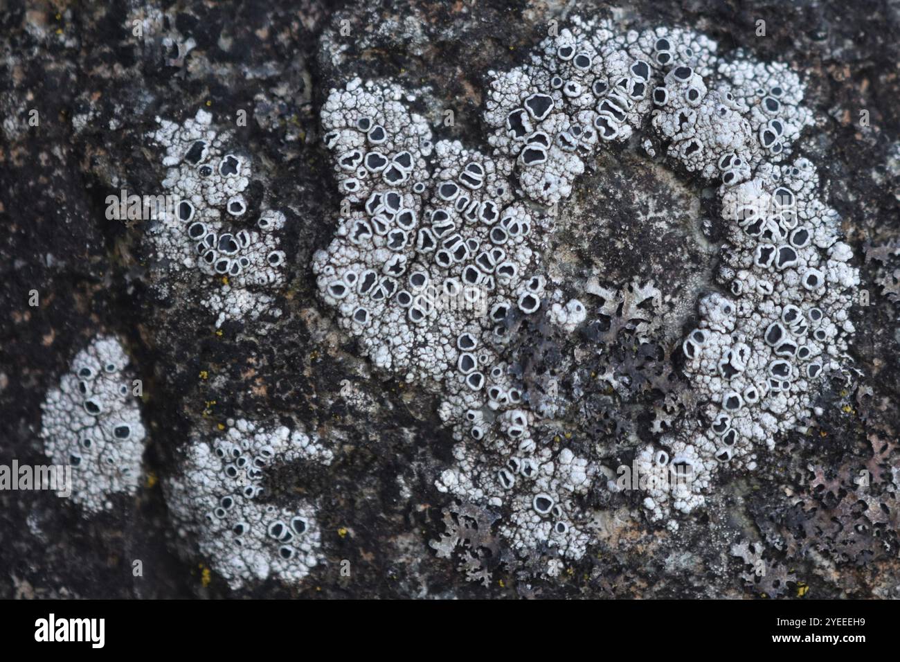 Lichen nero (Tephromela atra) Foto Stock