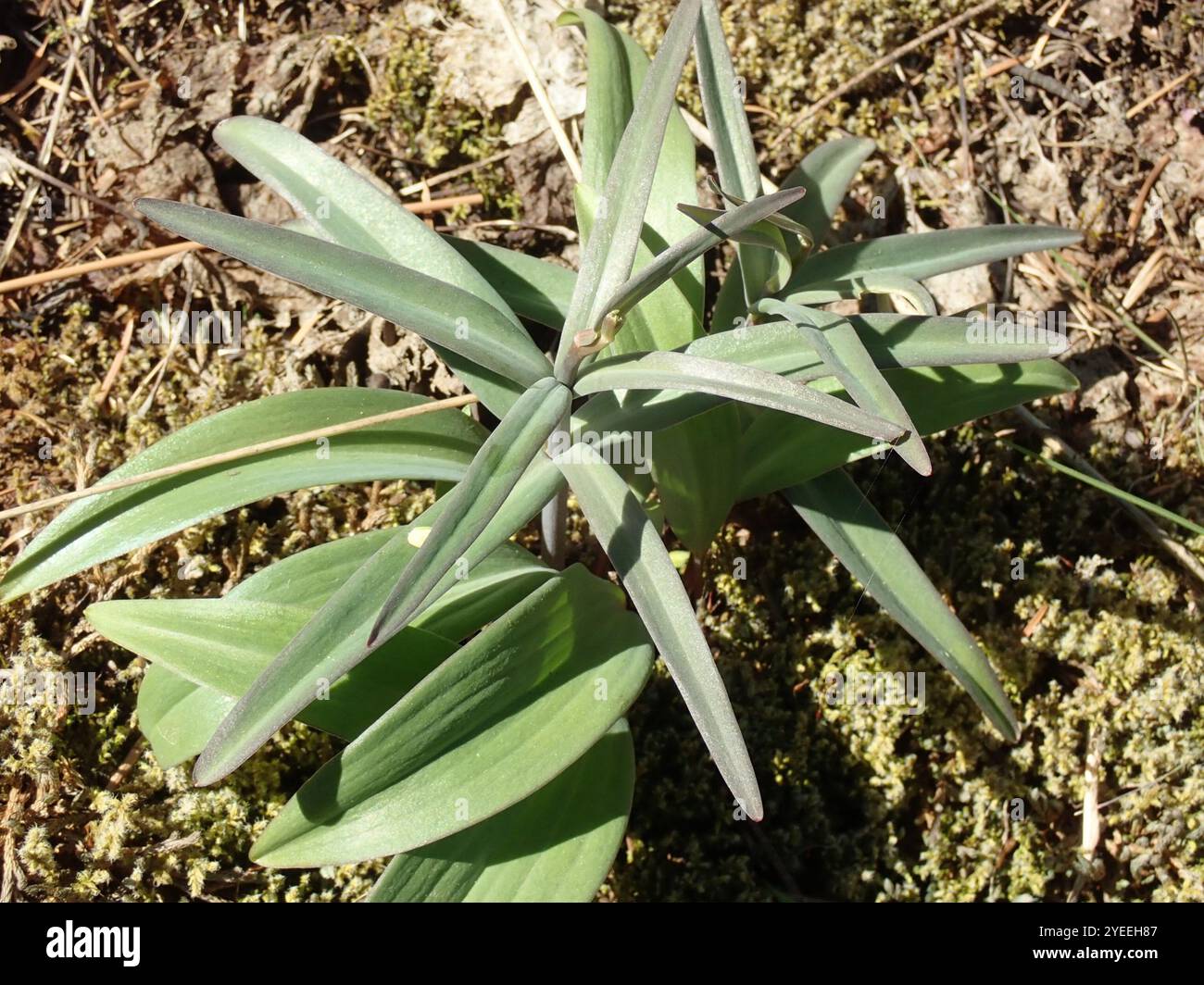 Giglio da dama (Fritillaria affinis) Foto Stock