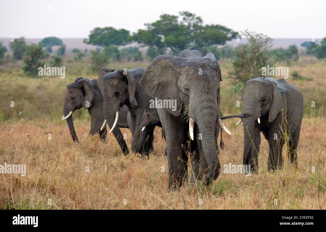 Elefanti nell'Africa orientale Foto Stock