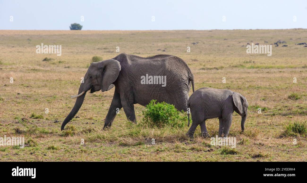 Elefanti africani madre e vitello, Africa orientale Foto Stock