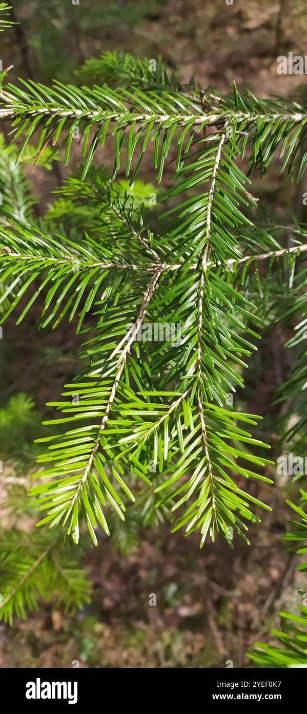 Abete siberiano (Abies sibirica) Foto Stock