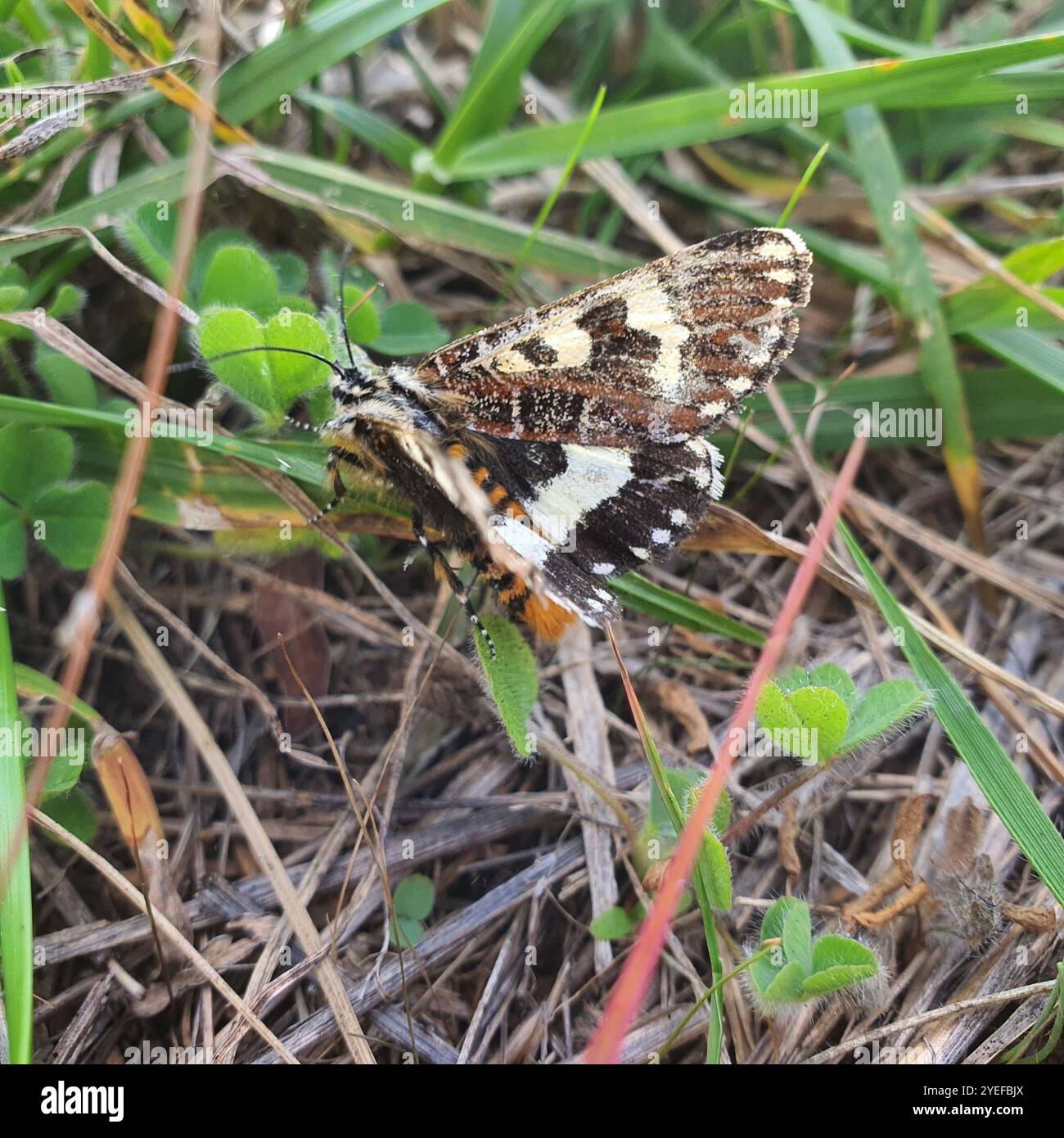 Giorno pascolo Moth (Apina callisto) Foto Stock