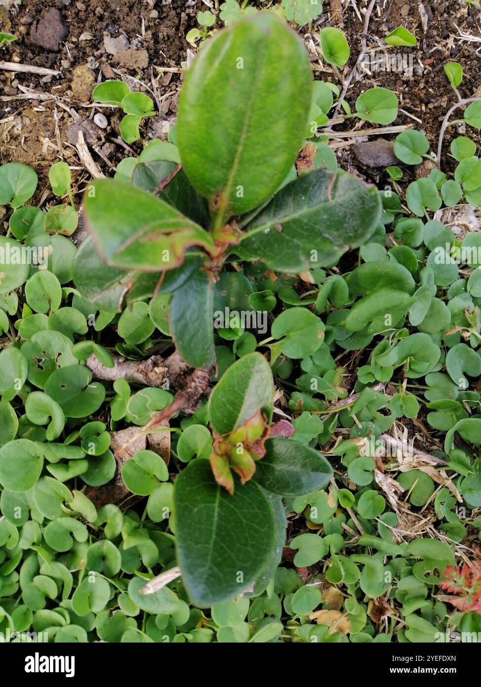 Biancospino indiano (Rhaphiolepis indica) Foto Stock