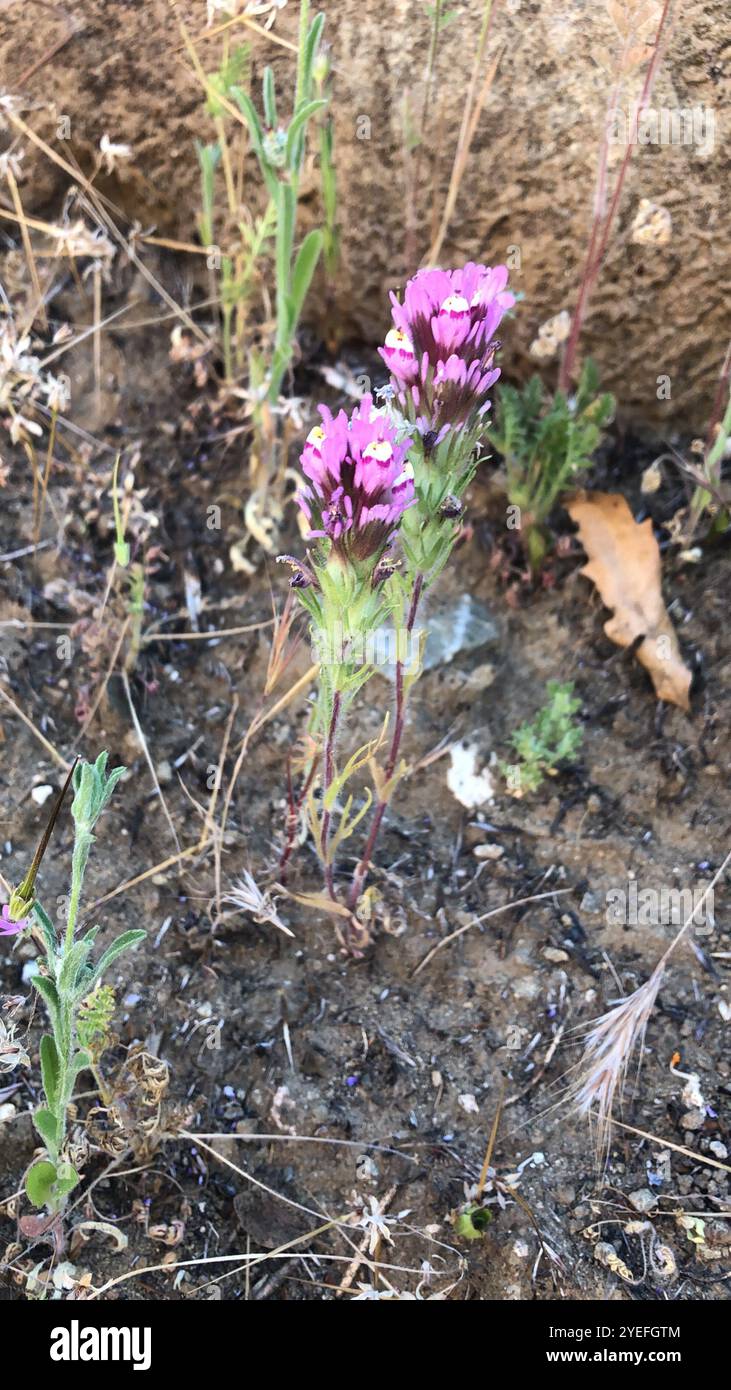 Pennello indiano Denseflower (Castilleja densiflora) Foto Stock