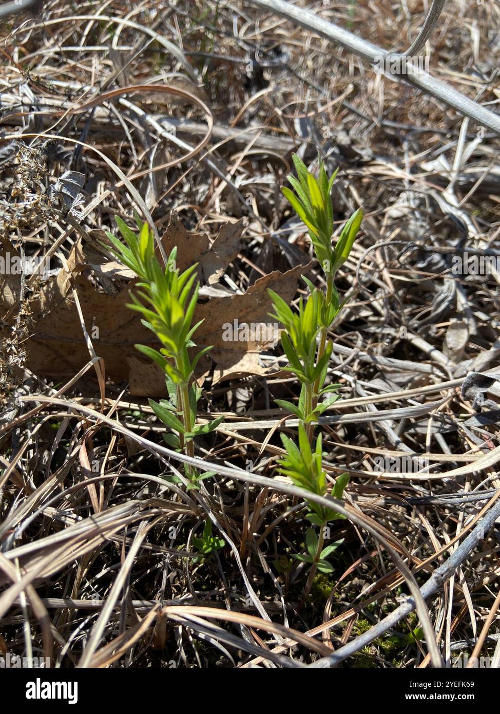 Prairie Coreopsis (Coreopsis palmata) Foto Stock