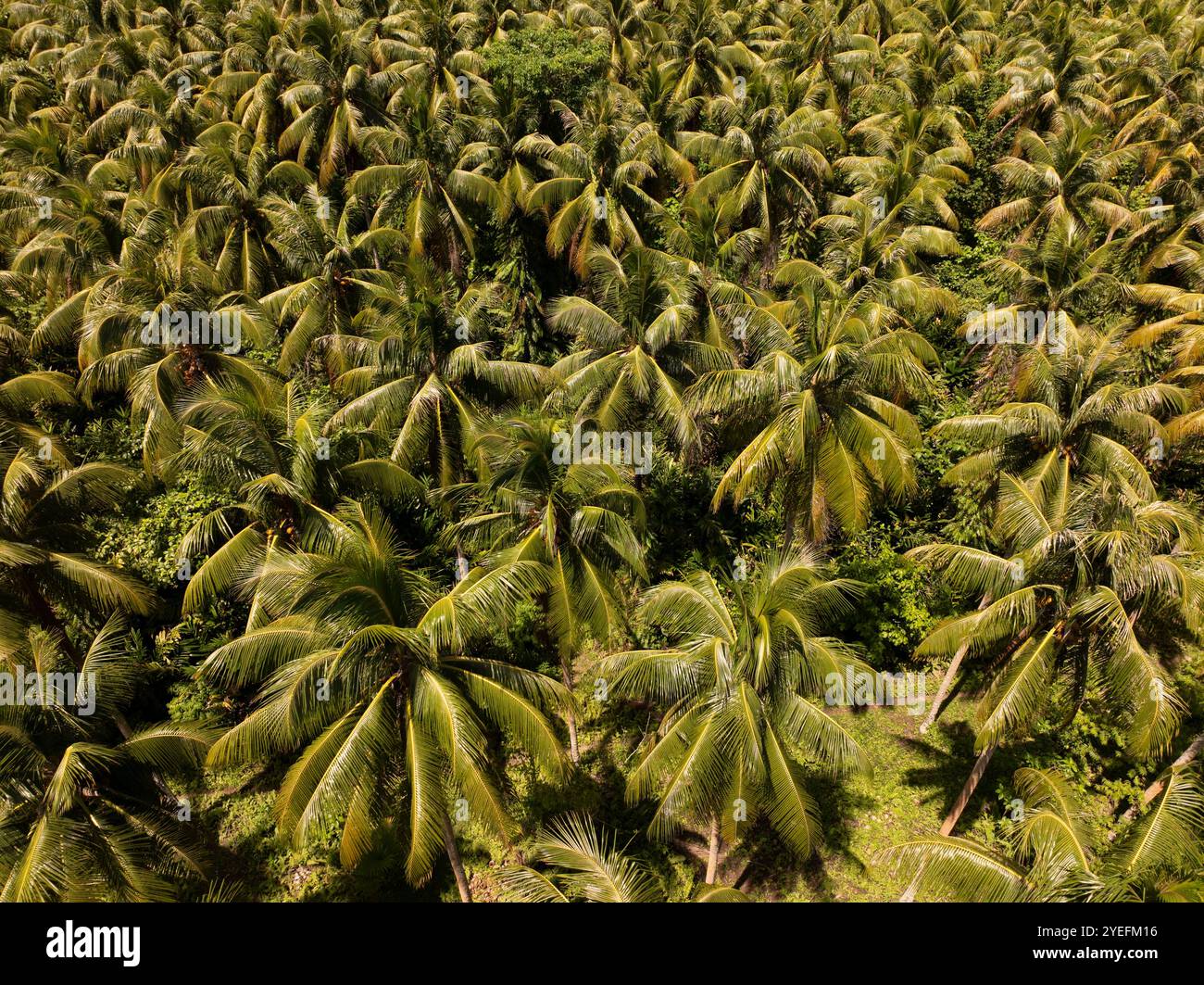 Large Coconut Palm Plantation sulle Isole Russell, Isole Salomone Foto Stock