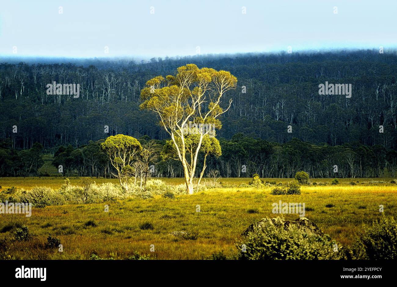 Punto del sole su un albero in Landscape, Tasmania Foto Stock