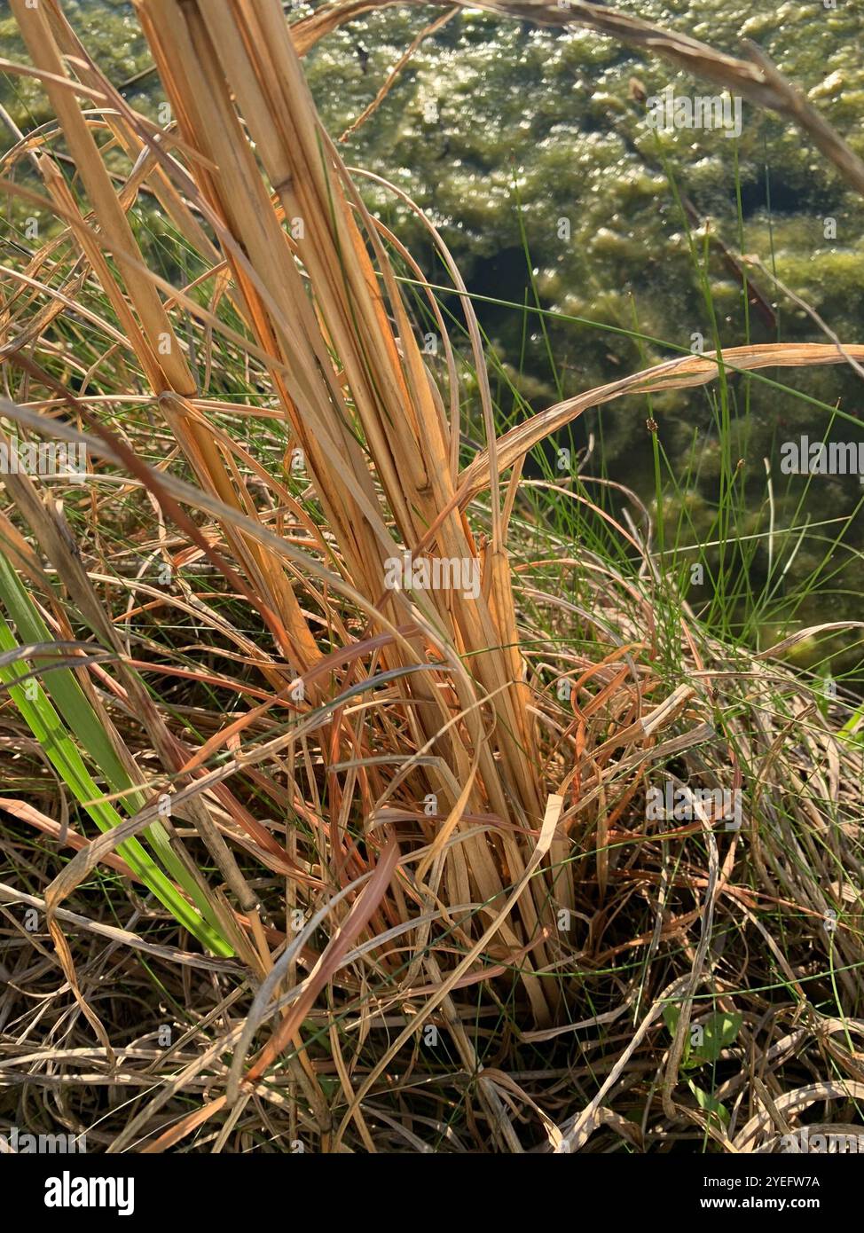 (Andropogon glomerato) Foto Stock