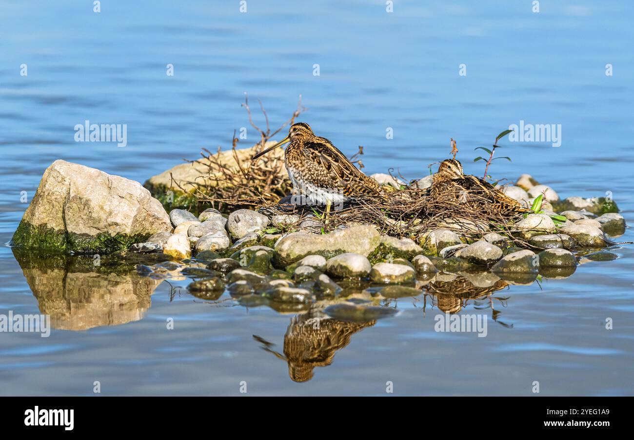 Nipe comune, gallinago gallinago, uccelli sulle paludi in inverno Foto Stock