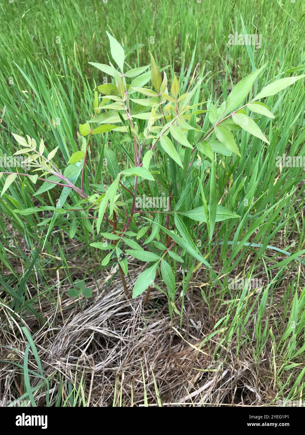 Sumac Prairie flameleaf (Rhus lanceolata) Foto Stock