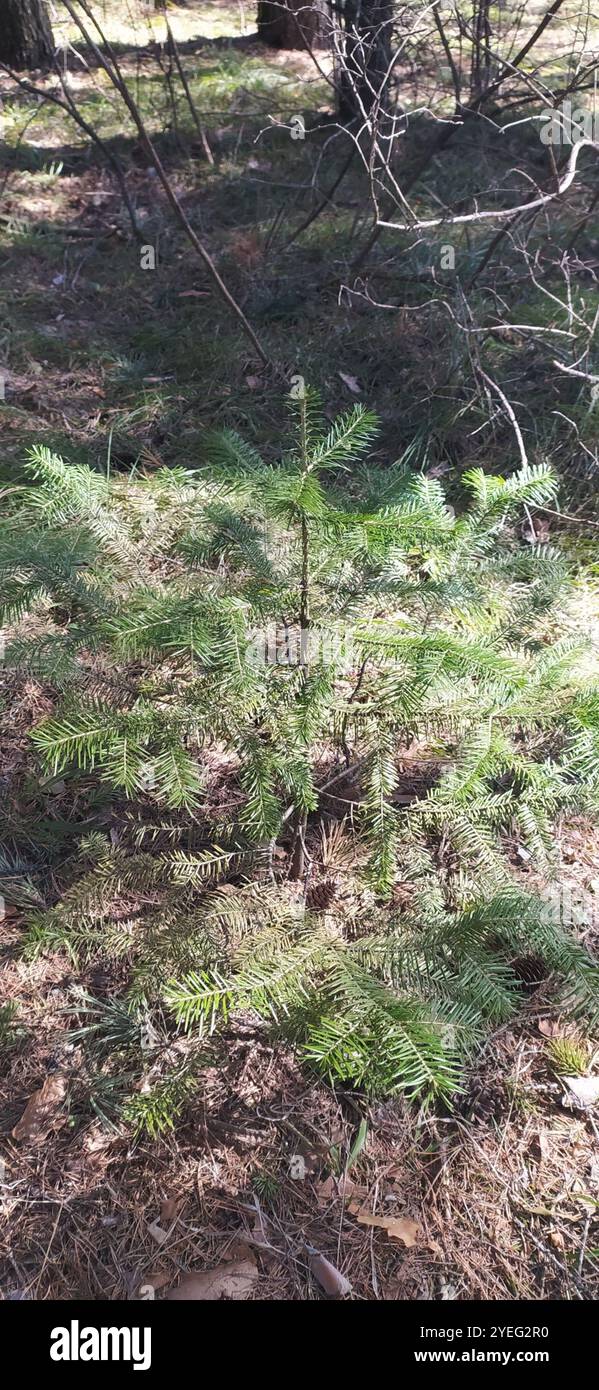 Abete siberiano (Abies sibirica) Foto Stock