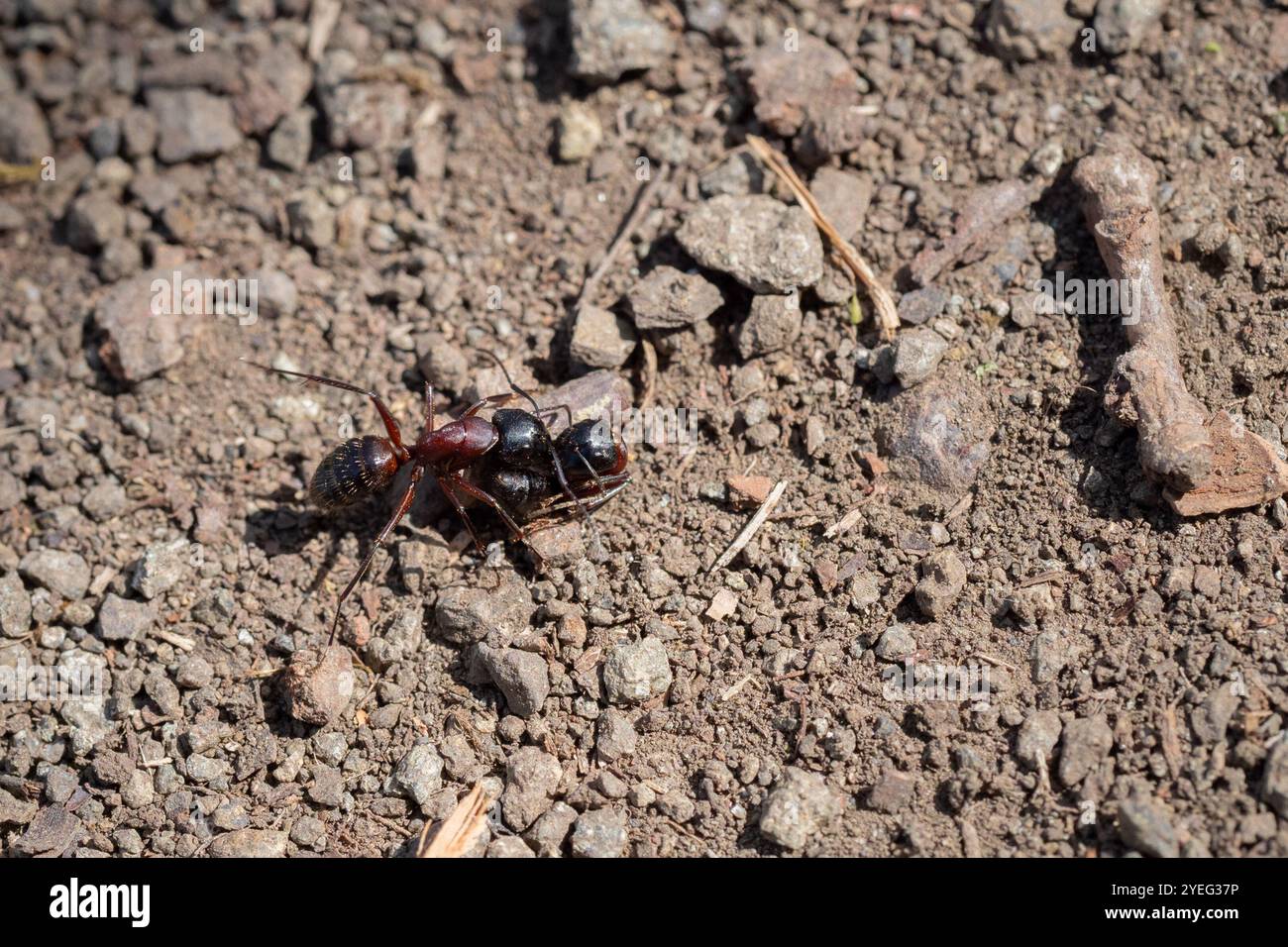 Formica da falegname marrone-nero (Camponotus ligniperda) Foto Stock