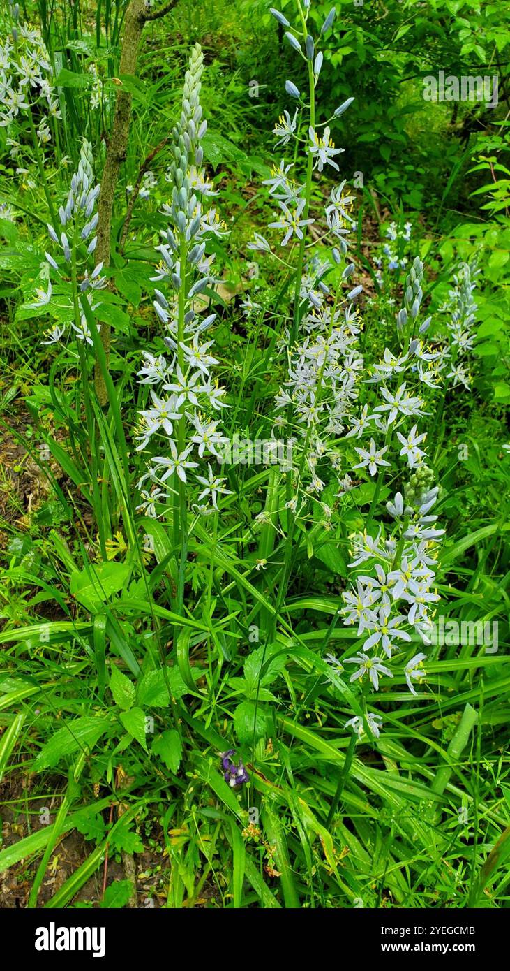 camas atlantiche (Camassia scilloides) Foto Stock