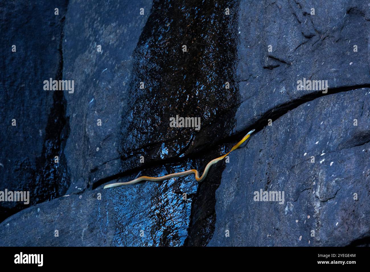 Tree Snake su una faccia rocciosa, Australia Occidentale Foto Stock
