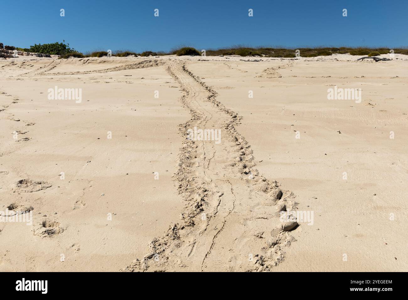 Tracce di tartarughe marine su una spiaggia di sabbia bianca Foto Stock