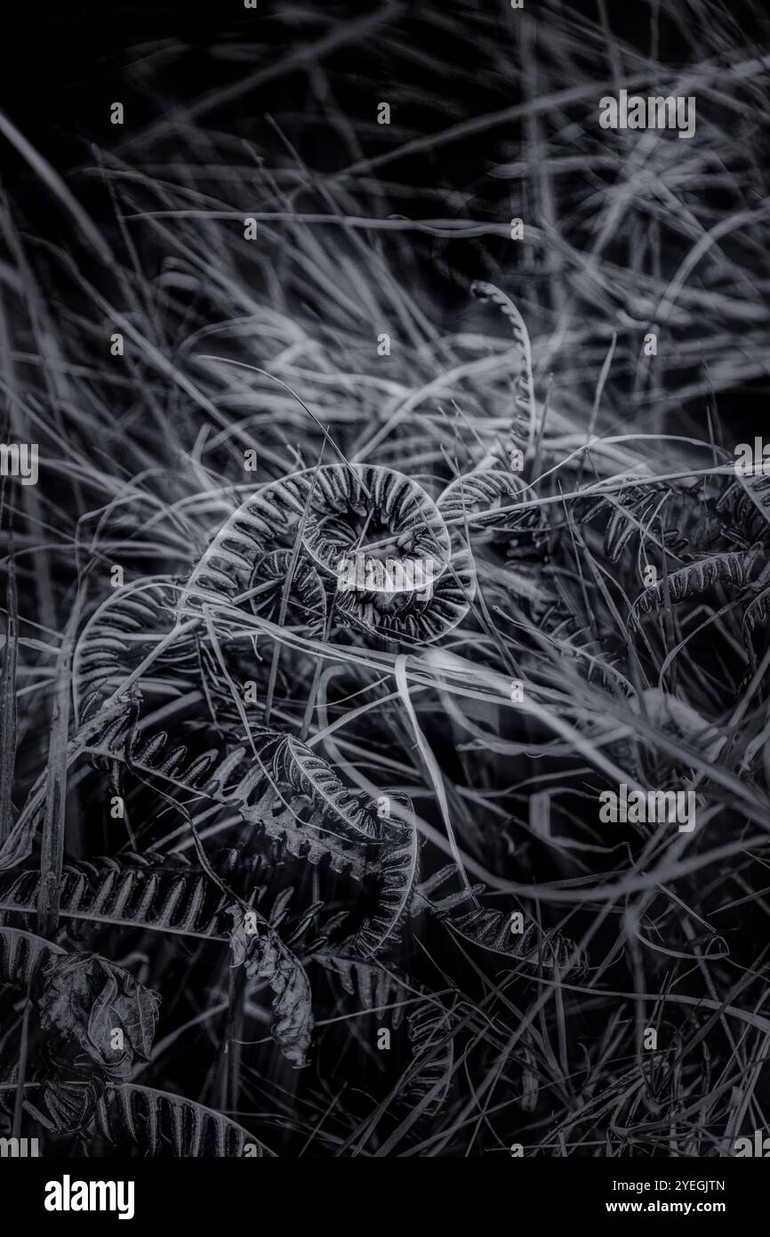 Un'immagine in bianco e nero cattura una fronda di felce arrotolata in mezzo a lussureggianti fogliame selvaggio, sottolineando l'intricata bellezza e i dettagli della natura. Foto Stock