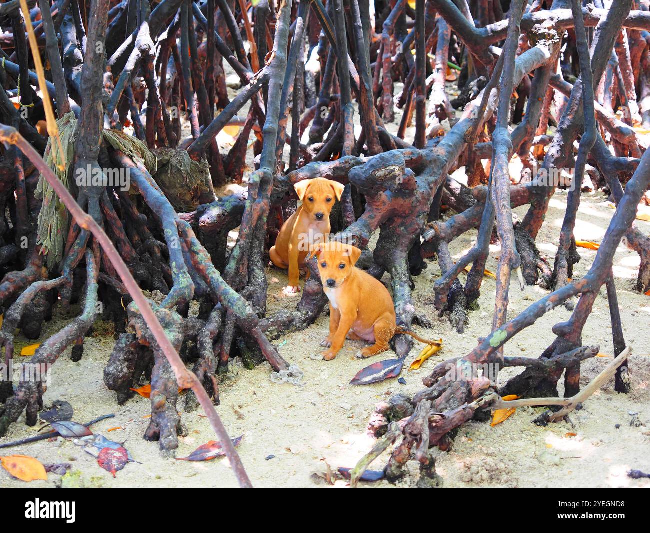 Isola di Havelock (Swaraj Dweep), Isole Andamane e Nicobare, Mare delle Andamane, India Foto Stock