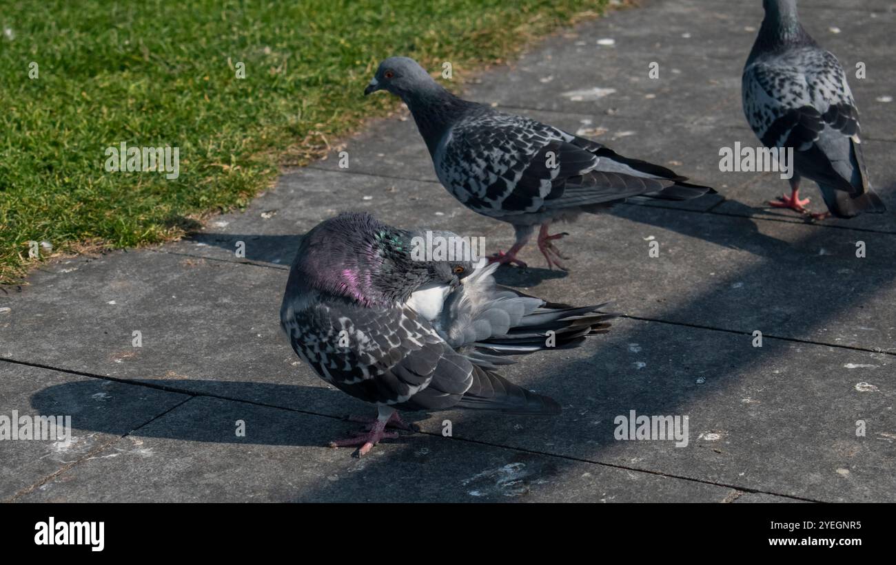 Un gruppo di piccioni che camminano sul sentiero, che pulisce le piume sul suo corpo Foto Stock