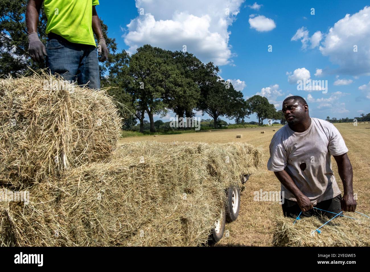 I lavoratori agricoli afroamericani impilano balle di fieno ad Arnaudville, Louisiana, Stati Uniti. Foto Stock